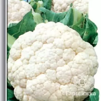 Семена Капуста цветная Гарантия 0,5, Поиск