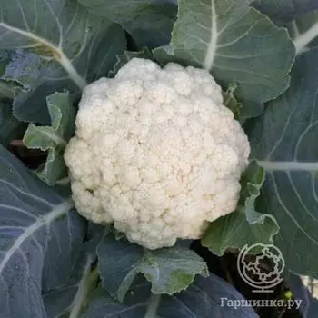 Семена Капуста цветная Сноуболл 123