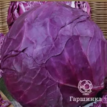 Семена Капуста краснокочанная Победа (А) 0,5, Поиск