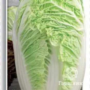 Семена Капуста пекинская Нежность F1 0,1, Поиск