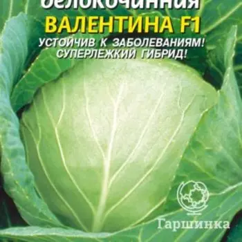 Семена Капуста позднеспелая Валентина F1 0,2 г