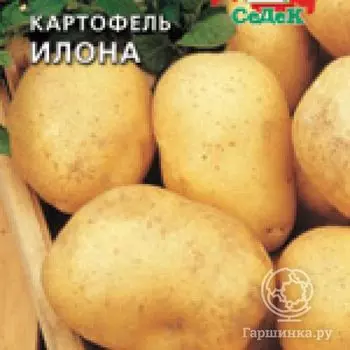 Семена Картофель Илона