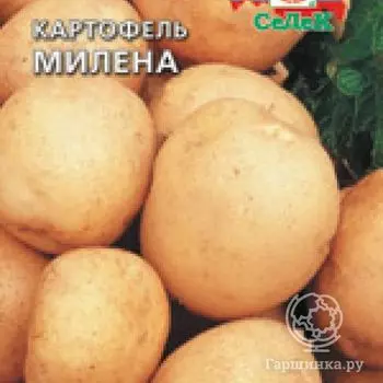 Семена Картофель Милена