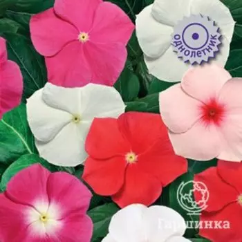 Семена Катарантус Пацифика Микс 10, Поиск