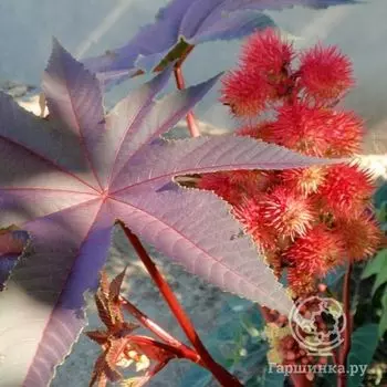 Семена Клещевина Пурпурная красавица 5шт