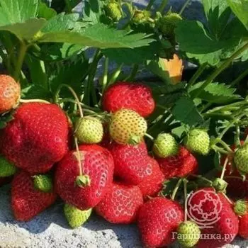 Семена Клубника Королева Елизавета 10шт