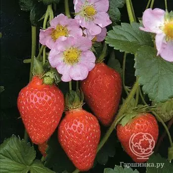 Семена Клубника Мерлан F1 ремонтантная