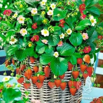 Семена Клубника Остров сокровищ F1