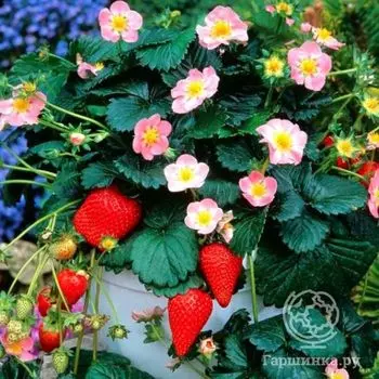 Семена Клубника Роман F1 ремонт