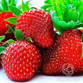 Семена Клубника Зефир 10шт