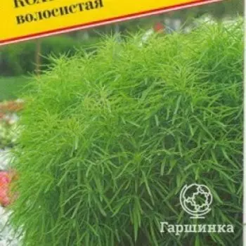 Семена Кохия волосистая 1 гр, Престиж