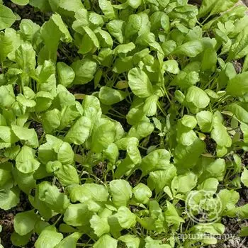 Семена Кресс-салат Витаминчик, ранний