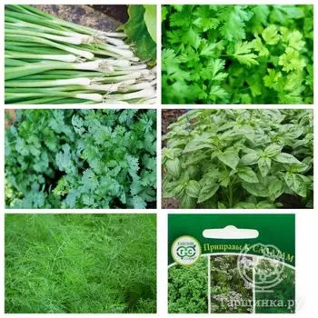 Семена Кухонные пряности к салатам 3.7г