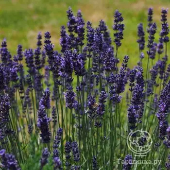 Семена Лаванда Аромат Прованса узколистная