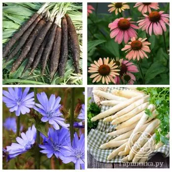 Семена Лекарственный огород Диабетический