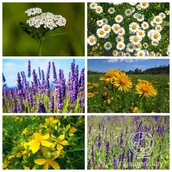 Семена Лекарственный огород Простудный