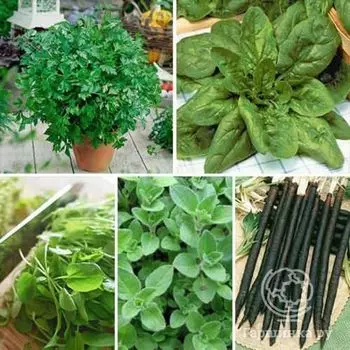 Семена Лекарственный огород Витаминный