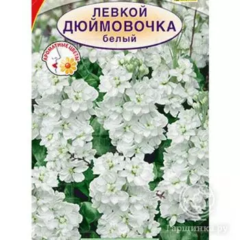 Семена Левкой Дюймовочка белый карликовый, 0,1 г