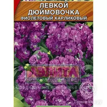 Семена Левкой Дюймовочка фиолетовый карликовый, 0,1 г