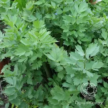 Семена Любисток лекарственный