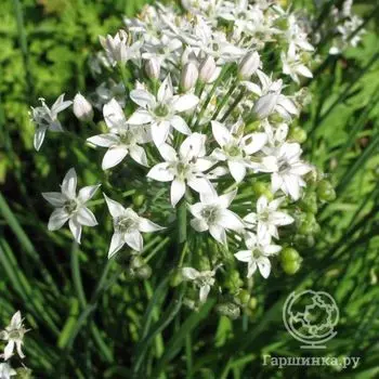 Семена Лук Душистый Китайский чеснок