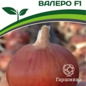 Семена Лук репчатый Валеро F1 0,5 гр. Партнер