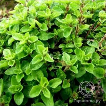 Семена Майоран Байкал 0,1г