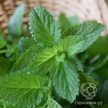 Семена Мелиса Мохито