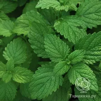 Семена Мелисса лимонная Лимонный чай