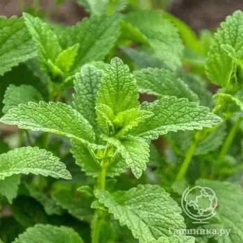 Семена Мелисса Лимонный бальзам 0.1г