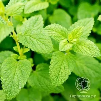 Семена Мелисса Лимонный чай лекарст.