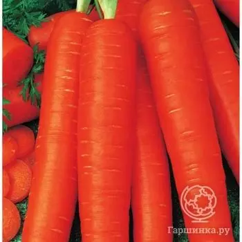 Семена Морковь Мармелад красный