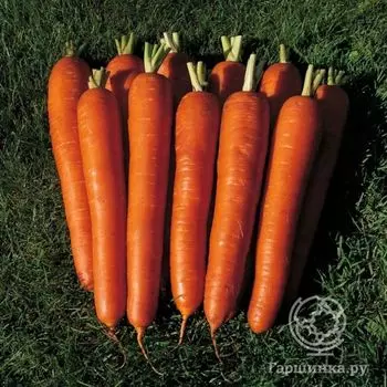 Семена Морковь на ленте Император