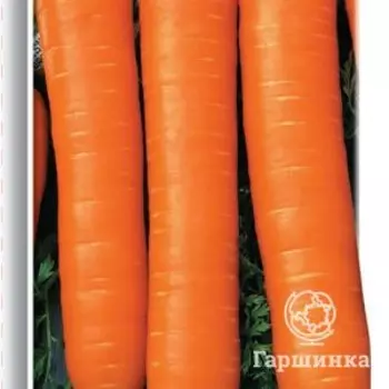 Семена Морковь Рогнеда 2, Поиск