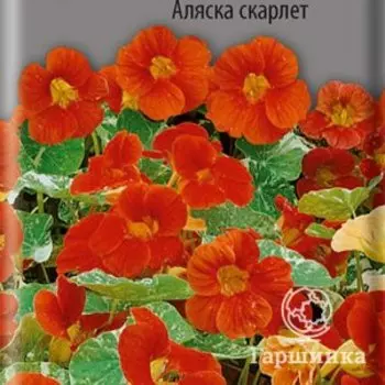 Семена Настурция низкорослая Аляска Скарлет 1, Поиск