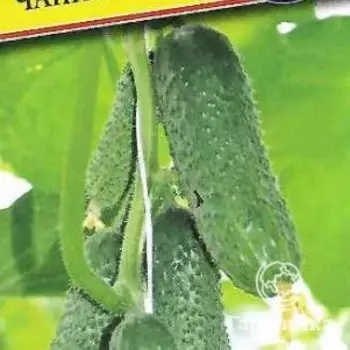 Семена Огурец "Чайковский" F1 5 шт, Престиж