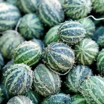 Семена Огурец декор.Колючие арбузики