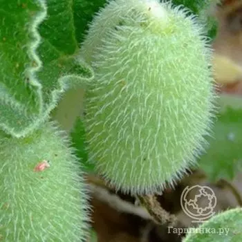 Семена Огурец декор. Веселые ежики вьющийся