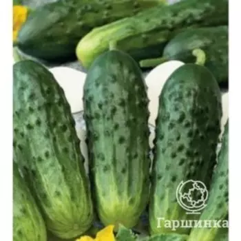 Семена Огурец Конкурент 0,5 г ЦП Гавриш