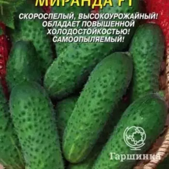 Семена Огурец Миранда F1 10 шт Плазменные семена