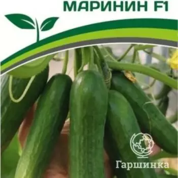 Семена Огурец партенокарпический Маринин F1 5 шт. Партнер