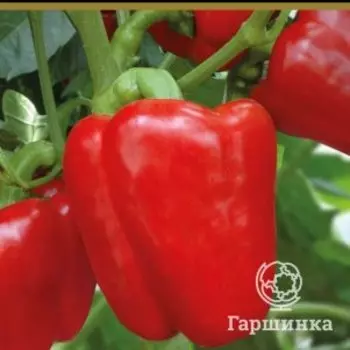 Семена Перец сладкий Доминатор (А) 0,25, Поиск