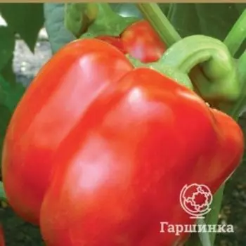 Семена Перец сладкий Красное чудо (А) 0,25, Поиск