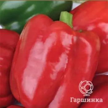 Семена Перец сладкий Солист (А) 0,25, Поиск