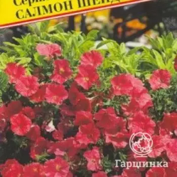 Семена Петуния амп.крцв. "Вельвет" Салмон Шейдс F1 5 др, Престиж
