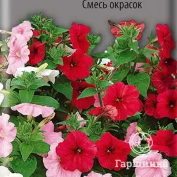 Семена Петуния гибридная Смесь окрасок 0,1, Поиск