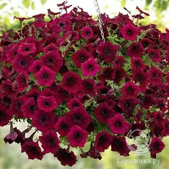 Семена Петуния Изи Вэйв F1 Бургунди Велюр