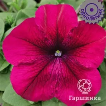 Семена Петуния крупноцветковая Танго Бордовая 15, Поиск