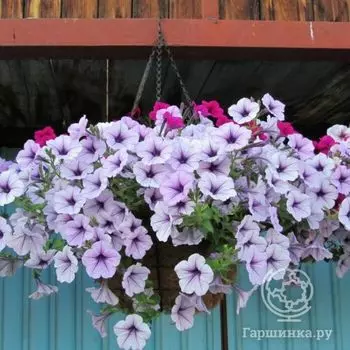 Семена Петуния Опера Суприм Лилак Ай F1