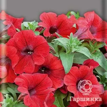 Семена Петуния Пламя 0,1, Поиск